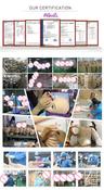 166cm sex toys sex adult best artificial vagina big ass real tpe full silicone sex dolls for men by AUTOMATIC WOMAN